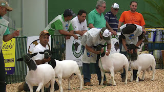 Conheça a raça Dorper para produção de carne de cordeiro [upl. by Nerraf]