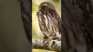 RARE OWL FALLS ASLEEP Male Ferruginous Pygmy Owl 🦉 King Ranch Bird Tour rarebird nap asleep [upl. by Ayahs137]