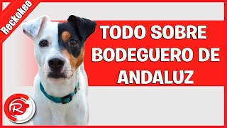 Todo sobre el perro bodeguero de andaluz [upl. by Jeffcott]