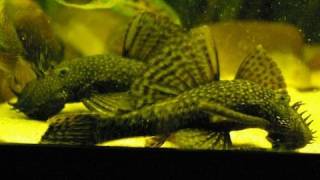 My big adult Bristlenose pleco  Antennenwelse Ancistrus 23 [upl. by Asylem60]