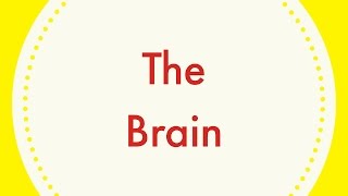 The BrainLeaving Cert Biology [upl. by Nishi]