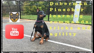 Doberman Pinscher learning tricks commands and agility [upl. by Hyacinthe]