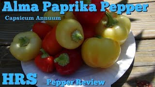 ⟹ Alma Paprika Pepper  Capsicum annuum  Pepper Review 2018 [upl. by Kariotta]