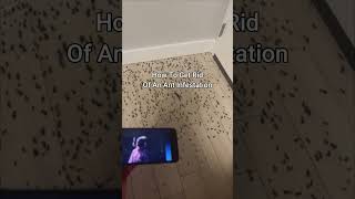 KSI New Song Gets Rid Of Ant Infestation 😭 shorts [upl. by Hayse]