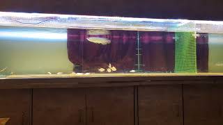 9 feet 24k gold arowana tank new tank setup [upl. by Ettennahs]