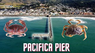 Crabbing amp Fishing Pacifica Pier  California Dungeness amp Rock Crabs [upl. by Adnola]