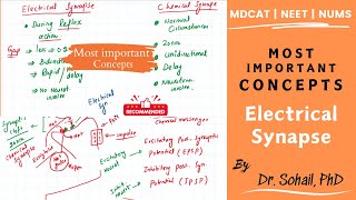 Difference between chemical and electrical synapse  MDCAT  NEET [upl. by Maccarthy93]