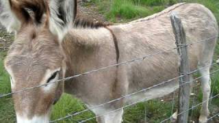 Donkey guarding his goats [upl. by Reilly]