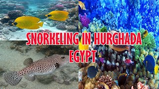 Snorkeling in Turquoise Waters Unforgettable Experience in Hurghada Egypt [upl. by Tirma97]