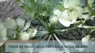 COMO APLICAR AZUFRE A LAS PLANTAS [upl. by Cirillo]