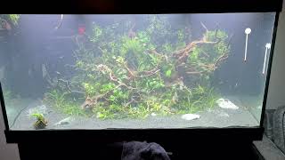 Juwel rio 350 new scape [upl. by Aral]