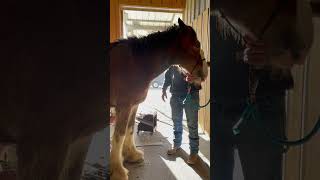 Clydesdales First Time At The Farrier shorts farrier hoofs horsecare horses clydesdale [upl. by Ardnasil353]