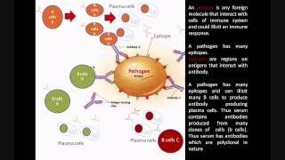 Monoclonal and Polyclonal antibodies  Immunology biologyexams4u [upl. by Skippie627]