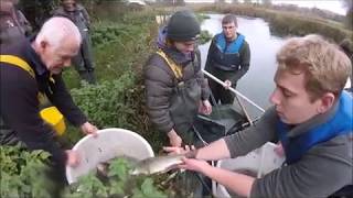 River Test Electrofishing 2017 [upl. by Felty]