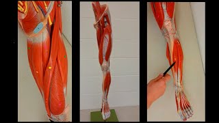 Muscles of the Leg and Thigh  Lower limb muscles  Anterior and Posterior [upl. by Chad]