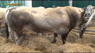 La Casa della piemontese la pregiata razza bovina tra ieri e oggi nella casamuseo di Carrù [upl. by Milissent]