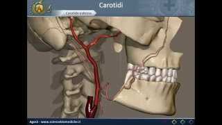 Apparato cardiocircolatorio 12 Carotidi [upl. by Elisee]