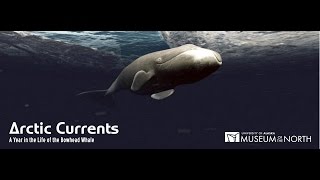 Arctic Currents A Year in the Life of the Bowhead Whale English [upl. by Rotman]