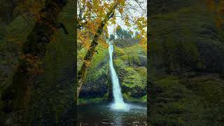 Beautiful Horsetail Falls in Oregon waterfalls pnw nature oregonwaterfalls [upl. by Salokkin]