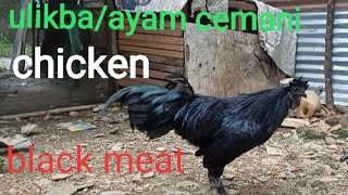 ulikbaayam cemani chicken black meat [upl. by Ayo81]