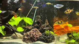 My peaceful community tank [upl. by Siram]