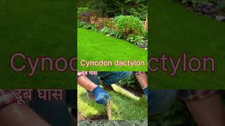 Dub Ghas Cynodon dactylonnature दूब घास hedge [upl. by Daly]