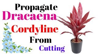 Propagate Dracaena Cordyline From Cutting  With Result Update [upl. by Schaefer]