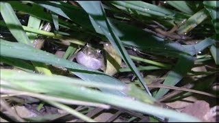 Sapillo moteado pelodytes punctatus cantando [upl. by Eremehc262]