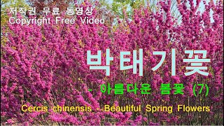 박태기꽃  아름다운 봄꽃 7  Cercis chinensis  Beautiful Spring Flowers [upl. by Monah739]