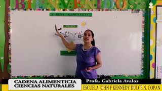 Cadena alimenticia – Tercer Grado – Ciencias Naturales [upl. by Catherina242]