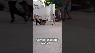 German Shepherd save child short dog germanshepherd viralvideo trending doglover dogs [upl. by Margalo]