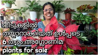 വീടുകളിൽ തയ്യാറാക്കിയത് ഉൾപ്പടെ 6 തരം അഗ്ലോണിമ Aglaonema plants for sale [upl. by Hurlbut310]