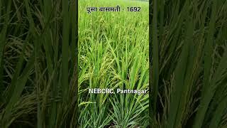 पूसा बासमती  1692  NEBCRC CRC  shorts  farming  agriculture [upl. by Nnylacissej917]