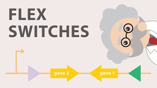 Conditional gene expression using the Cre Lox FLEx vector switch [upl. by Erreid]