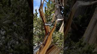 Uncovering the Secrets of the World’s Oldest Tree 5000 Years of History shorts disover [upl. by Kuhlman249]