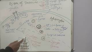 Action of Insulin on Glycogen synthesisLipolysis and Lipogenesis ENDOCRINE BIOCHEMISTRY MBBS BDS [upl. by Antoinetta]