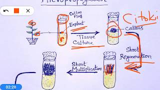 Micropropagation  Plant Tissue Culture hindi [upl. by Aztiraj165]