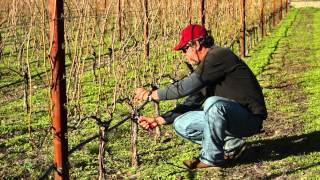 Cane Pruning [upl. by Neih]