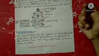 Larval forms of Echinodermata notes  Bsc [upl. by Netsuj535]