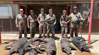 Boar hunting at the Double D Ranch Big Pigs [upl. by Burra]