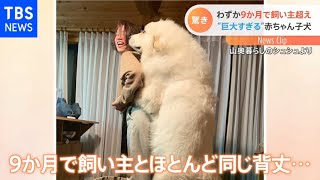 ライオン？シロクマ？巨大すぎる子犬 生後9か月で飼い主と同じ背丈に｜TBS NEWS DIG [upl. by Latsyc]