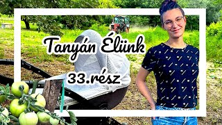 TANYÁN ÉLÜNK 33részKaszálás traktorralbúzaföldborsó leszedése ilyen a kertünk🤯👩🏻‍🌾🧑🏼‍🌾🚜 [upl. by Sidra793]