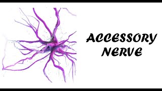 Accessory Nerve Examination  Cranial Nerve 11  Clinical Examination of Accessory Nerve [upl. by Adnylam218]