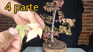 bonsai liquidambar  parte 4 [upl. by Fugere]