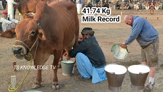 World Highest Milking 41740 Kg Milk Record Sahiwal Cow Milk Competition Govt LES Farm Bahadar Nagar [upl. by Meekahs90]