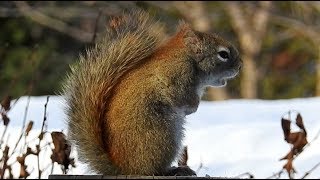 Écureuil CRI Squirrel CALL [upl. by Feodor]