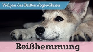 Leinenführigkeit beim Hund trainieren ➡️ Die kurze Leine Methode ➡️ Praxisvideo 🐕🐩🐶✔️ [upl. by Dressler]