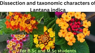 Dissection and taxonomic characters of Lantana indica lantanaindica verbenaceaefamily dissection [upl. by Nnaik38]