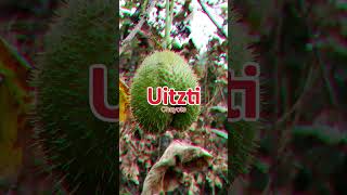 ERIZO 🍈 en Lengua Náhuatl de la Sierra Norte de Puebla lenguanahuatl nahuatl [upl. by Meridith]