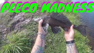 HOW TO CATCH PLECOS IN SOUTH FLORIDA [upl. by Narud31]